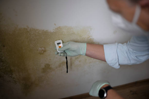 Professional Mold Remediation in Sandy, OR