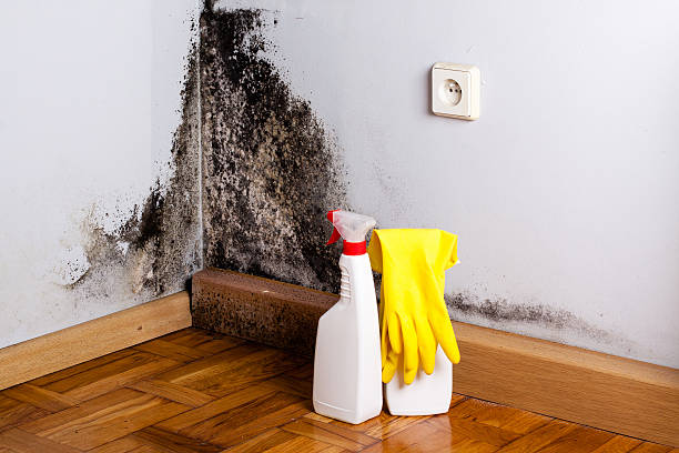 Best White Mold Remediation in Sandy, OR